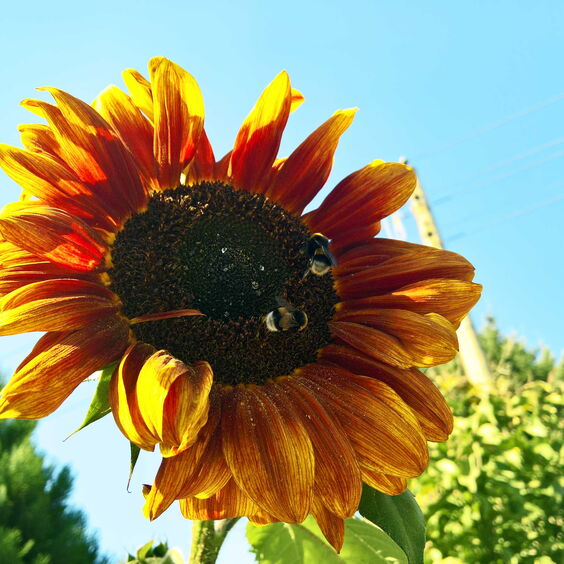 Zwei Bienen auf Sonnenblume