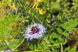 Biene auf hellvioletter Kornblume